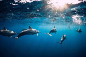 Dolphins swimming underwater in ocean. Mauritius